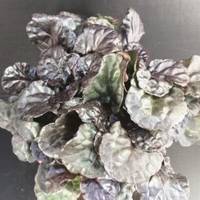Ajuga reptans Black Scalop