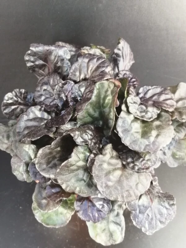 Ajuga reptans Black Scalop, pianta da esterno