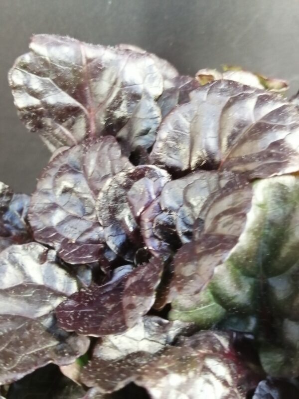 Ajuga reptans Black Scalop - immagine 2