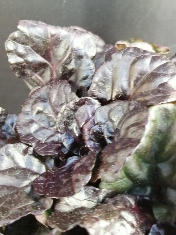 Ajuga reptans Black Scalop, foto 2