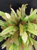 Ajuga reptans Gold Chang