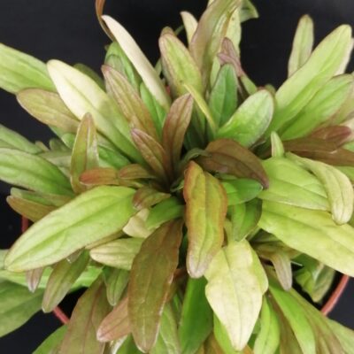 Ajuga reptans Gold Chang