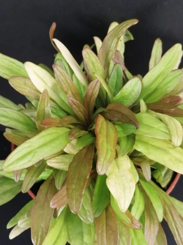 Ajuga reptans Gold Chang, pianta da esterno