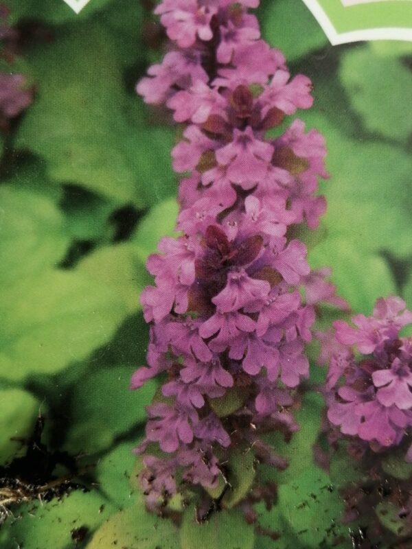 Ajuga reptans Gold Chang - immagine 2