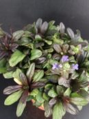 Ajuga reptans Chocolate Chip