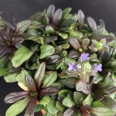 Ajuga reptans Chocolate Chip