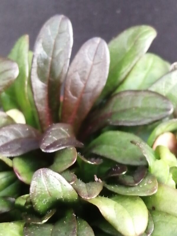 Ajuga reptans Chocolate Chip - immagine 2