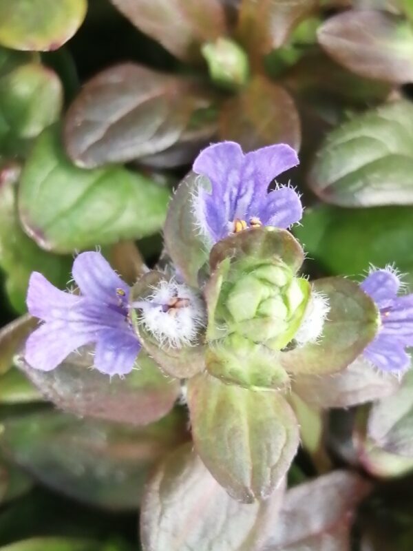 Ajuga reptans Chocolate Chip - immagine 3