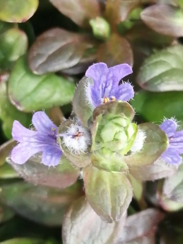 Ajuga reptans Chocolate Chip, foto 3