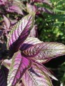 Strobilanthes dyeriana