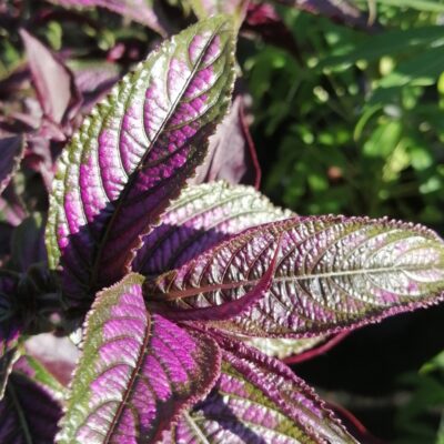 Strobilanthes dyeriana