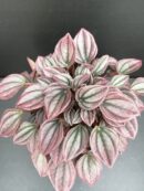 Peperomia caperata Cayenne
