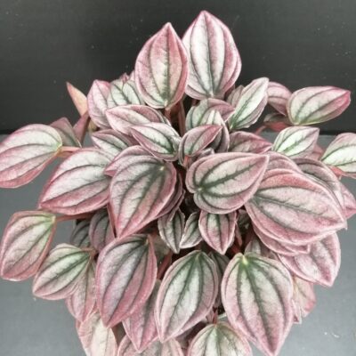 Peperomia caperata Cayenne