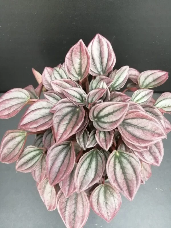 Peperomia caperata Cayenne, pianta da interno