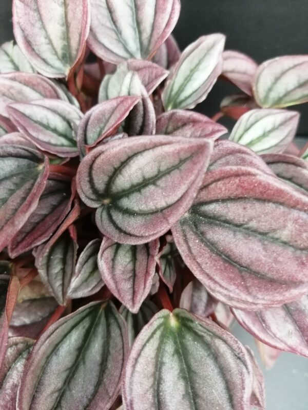 Peperomia caperata Cayenne - immagine 2