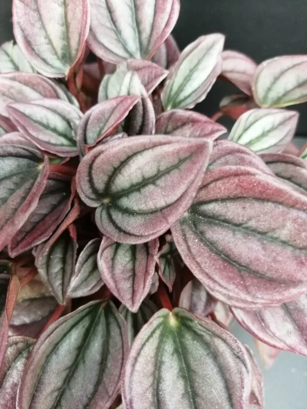 Peperomia caperata Cayenne, foto 2