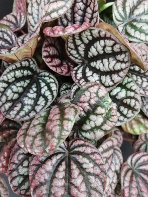 Peperomia caperata Burbella - immagine 3