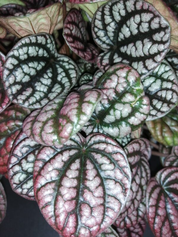 Peperomia caperata Burbella - immagine 2