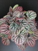 Peperomia caperata Burbella