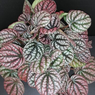 Peperomia caperata Burbella