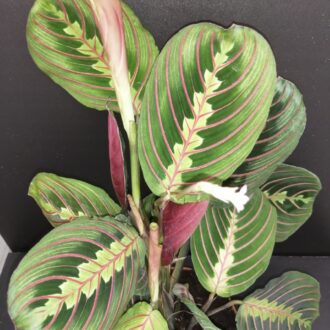 Maranta Fascinator