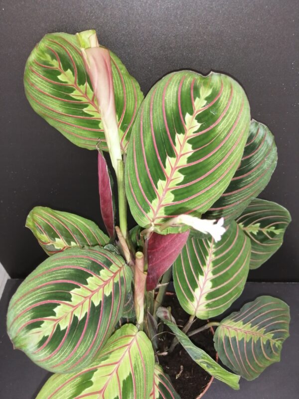 Maranta Fascinator