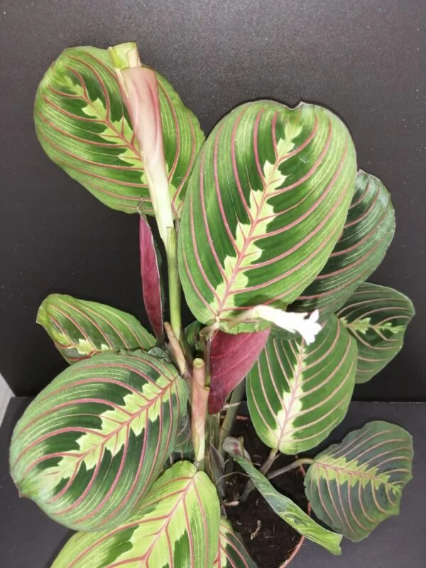 Maranta Fascinator, pianta da interno
