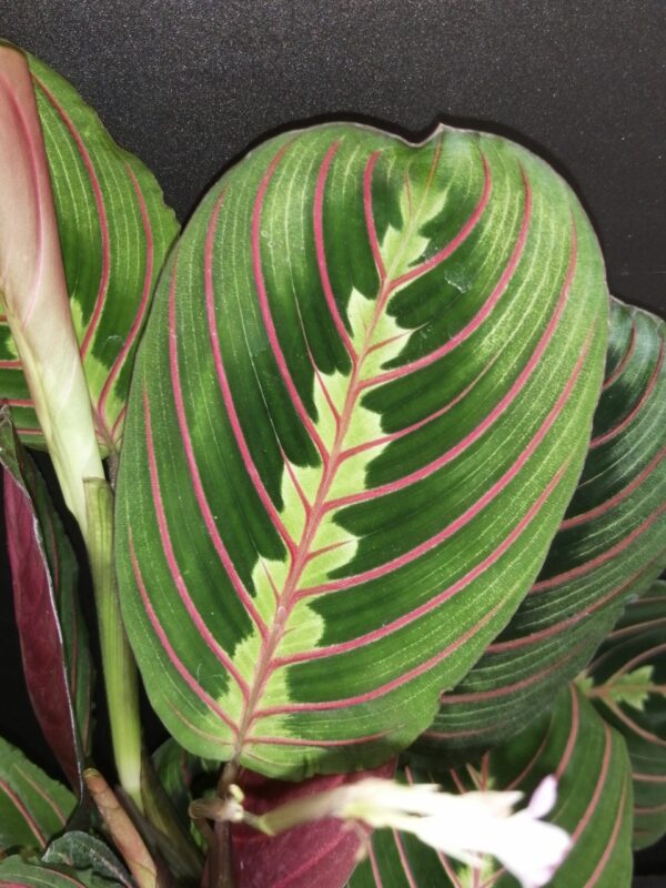 Maranta Fascinator - immagine 2