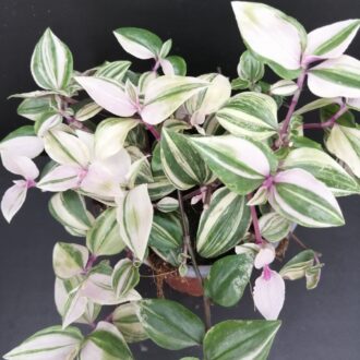Tradescantia mundula variegata tricolor