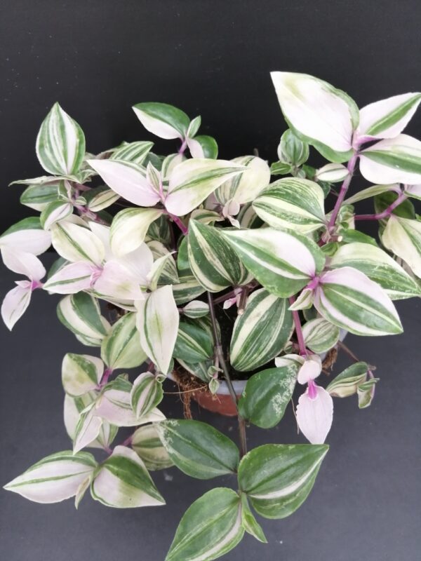 Tradescantia mundula variegata tricolor