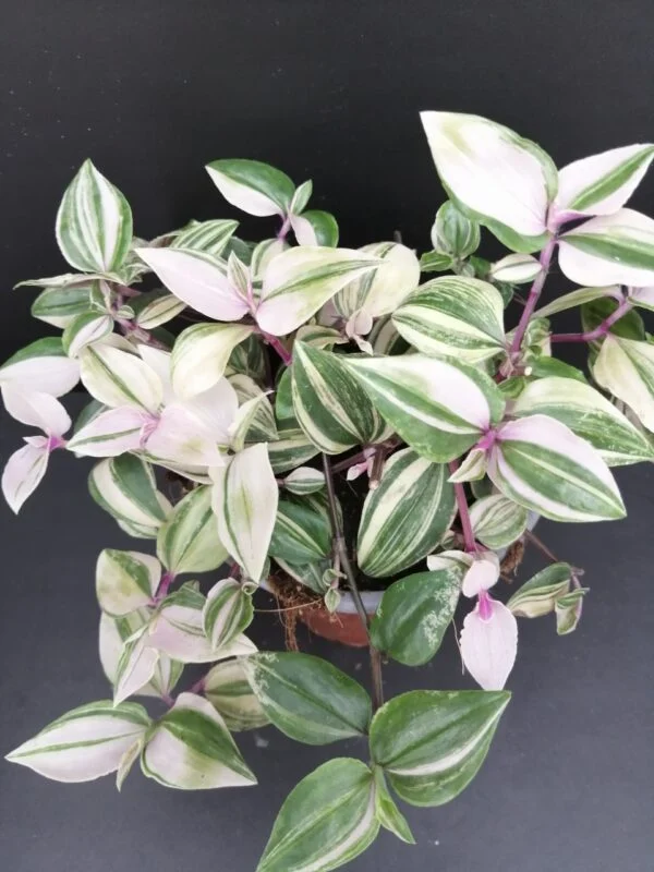 Tradescantia mundula variegata tricolor, pianta da interno e da esterno