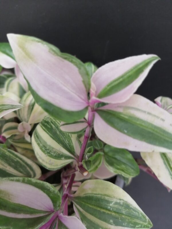 Tradescantia mundula variegata tricolor - immagine 2