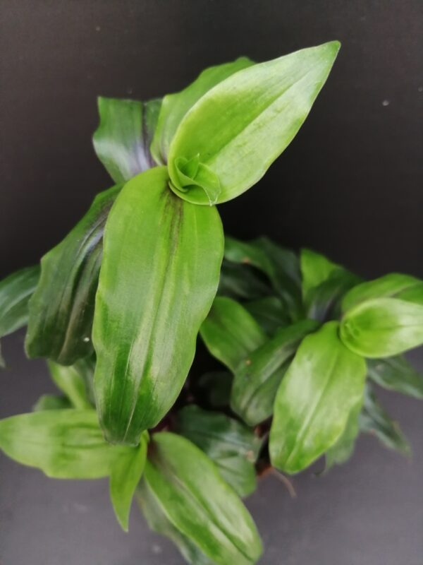 Tripogandra serrulata 'Purple Scimitars'