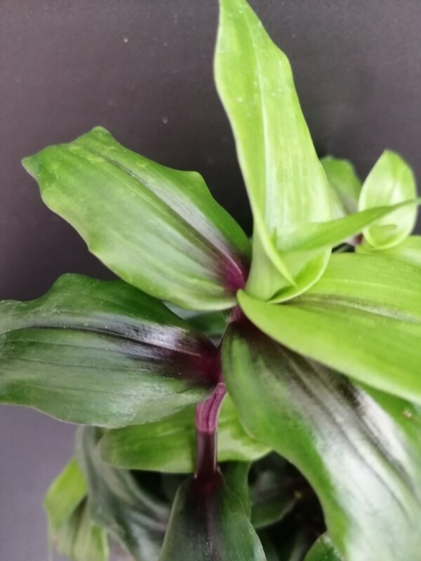Tripogandra serrulata 'Purple Scimitars' - immagine 2