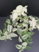 Tradescantia fluminensis 'Variegata'