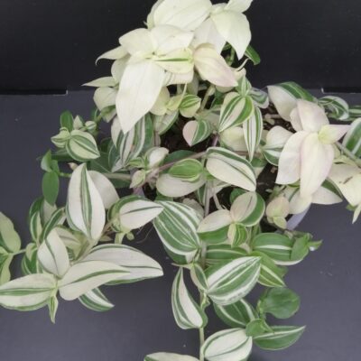 Tradescantia fluminensis 'Variegata'