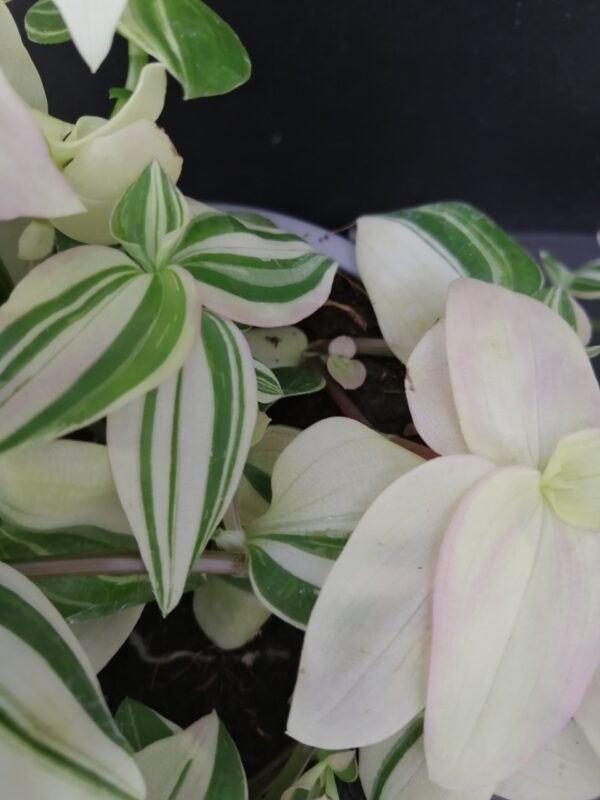 Tradescantia fluminensis 'Variegata' - immagine 2