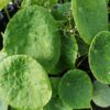 Begonia natunaensis, pianta da interno