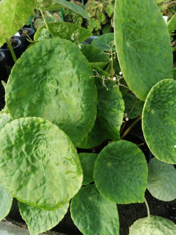 Begonia natunaensis