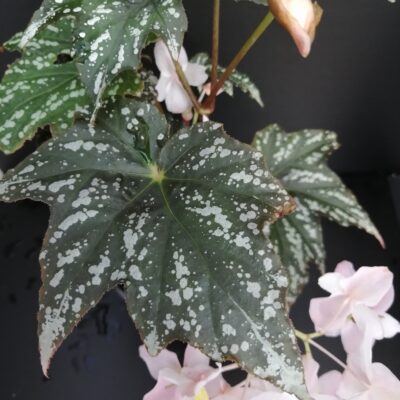 Begonia deliciosa