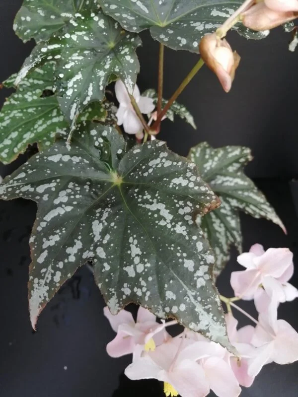 Begonia deliciosa, pianta da interno