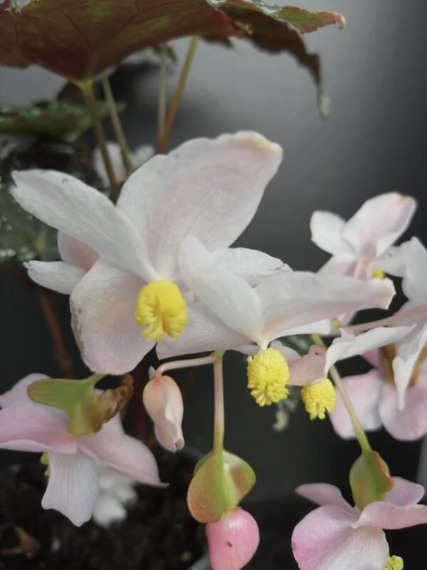 Begonia deliciosa, foto 3