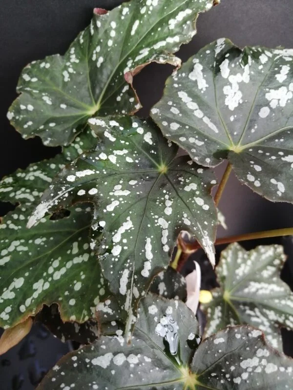 Begonia deliciosa, foto 2