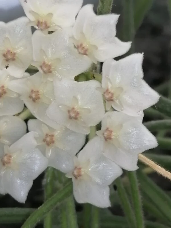 Hoya linearis, Wallich, foto 4