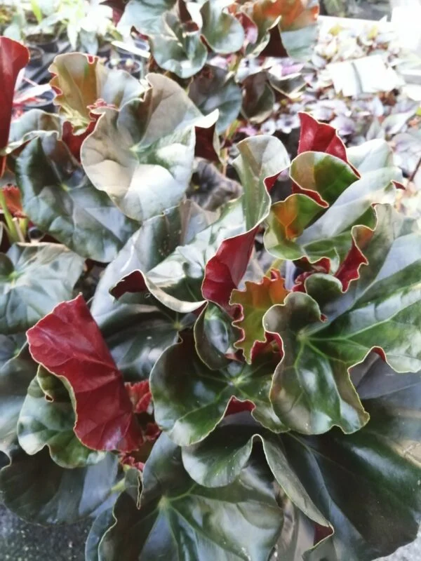 Begonia Alice Faye, foto 3