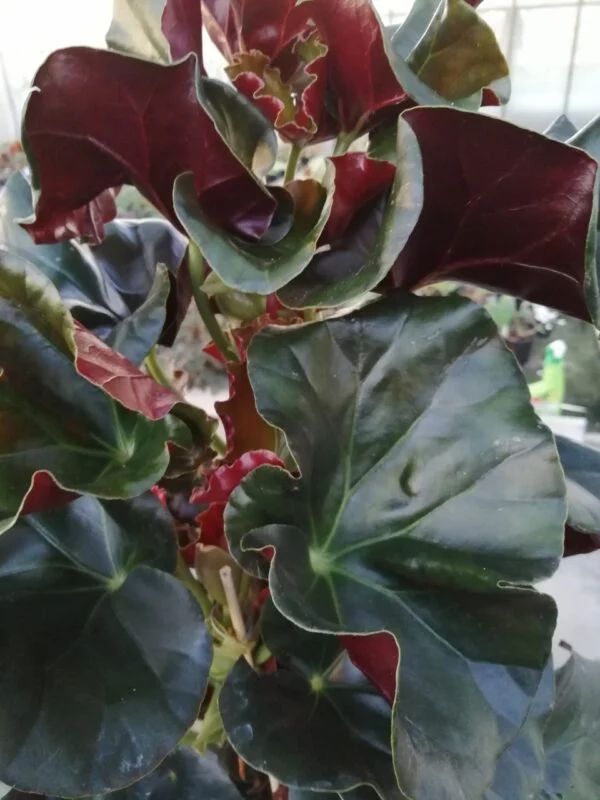 Begonia Alice Faye, foto 2