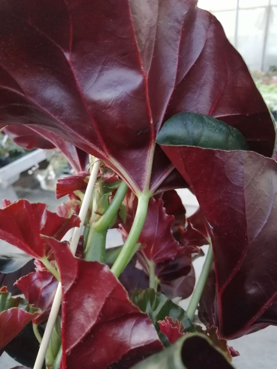 Begonia Alice Faye - immagine 5