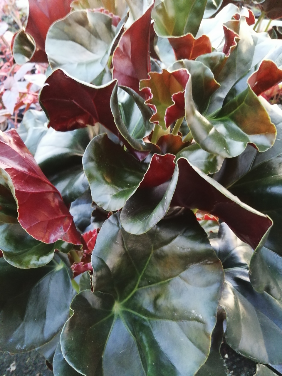 Begonia Alice Faye - immagine 4