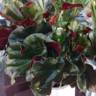 Begonia Alice Faye