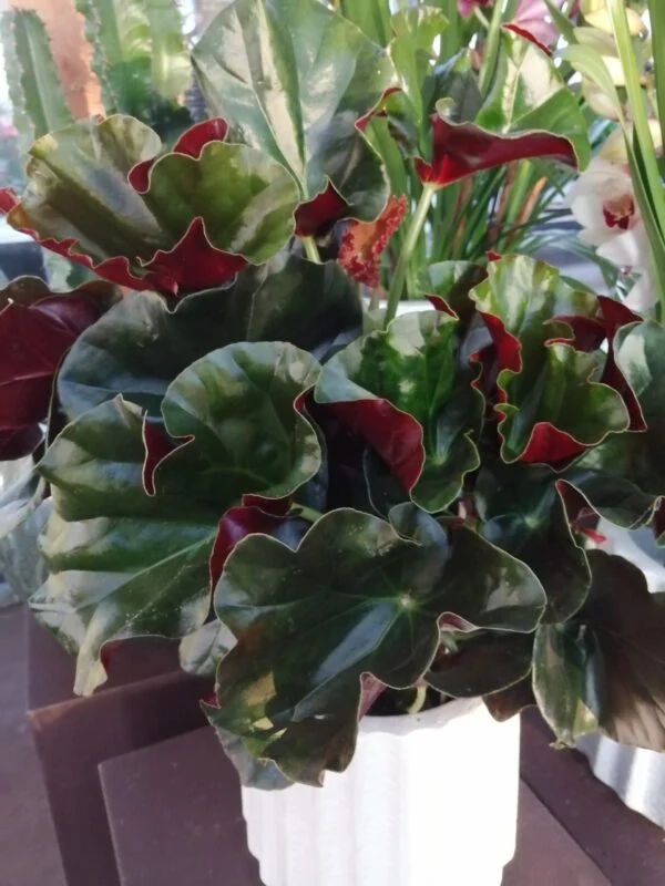 Begonia Alice Faye, pianta da interno